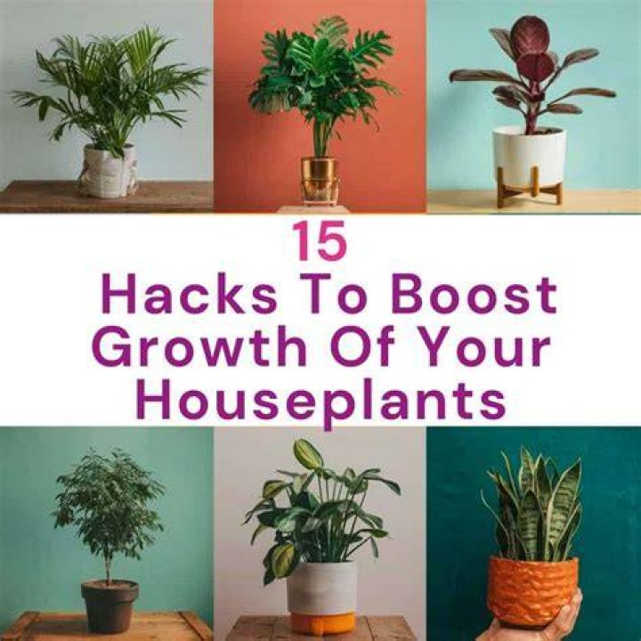 10 Easy Hacks to Save Your Houseplants — Best Life