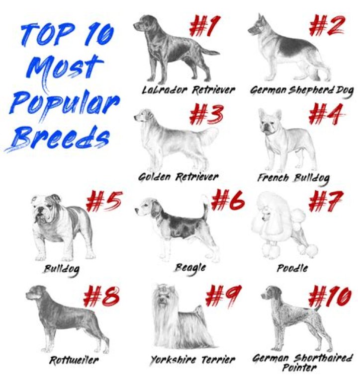 10 Most Popular Dog Breeds, American Kennel Club Data Reveals