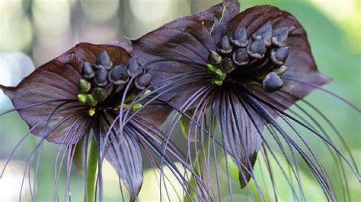 13 Terrifying Plants You Can Actually Put in Your Home