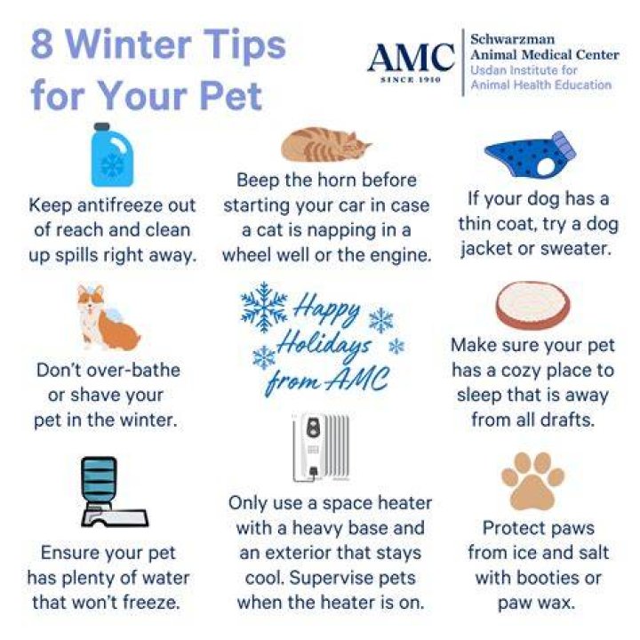 15 Vet-Backed Tips for Keeping Your Cats and Dogs Safe in the Winter