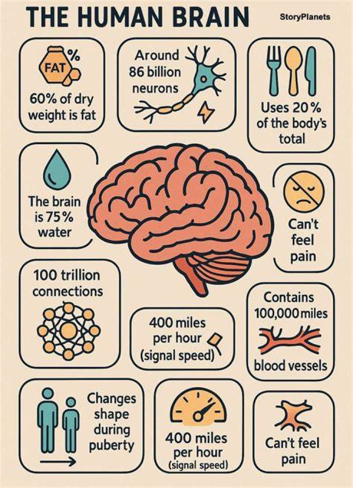 23 Facts About Your Brain That Will Blow Your Mind