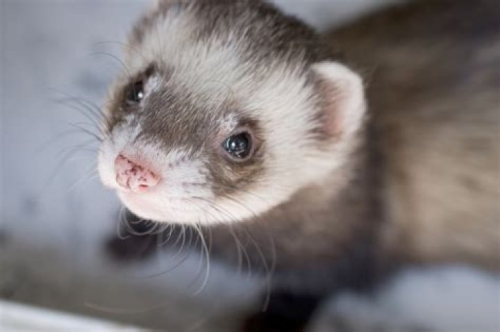 30 Craziest Emotional Support Animals People Really Have