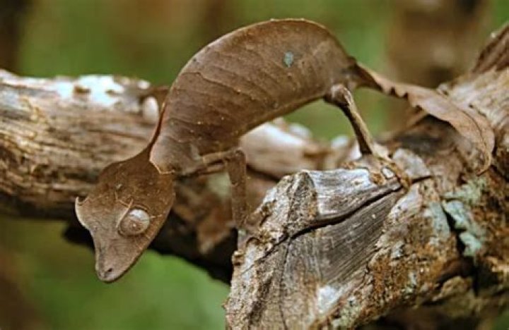37 Animal Oddities That Prove Mother Nature Is Crazy Weird