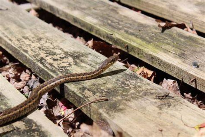 4 Scents That Attract Snakes to Your Yard, Experts Say — Best Life