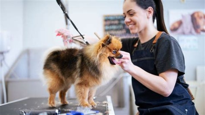 5 Secrets Dog Groomers Won't Tell You