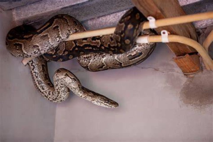 5 Ways to Snake-Proof Your Basement, According to Experts
