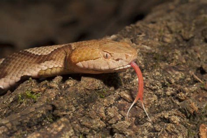 5-Year-Old Child Gets Bitten by Copperhead — Best Life