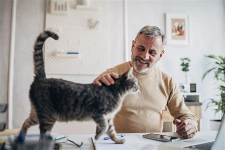 6 Best Senior Cat Foods, According to Veterinarians