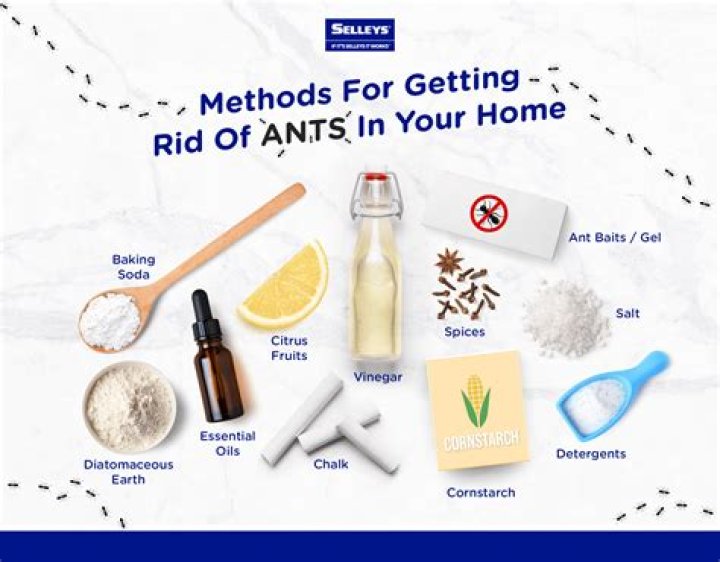 7 Ways You're Inviting Ants Into Your Home—And How to Stop Them