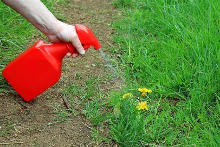 9 Natural Weed Killers That Actually Work