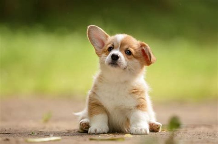 Can You Spot the Adorable Corgi Hiding in These Photos?