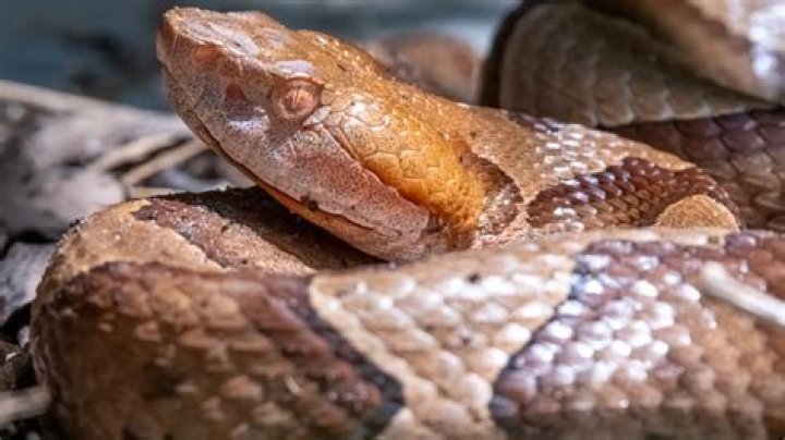 Copperhead Bites Woman Outside Home: New Precautions You Need to Follow