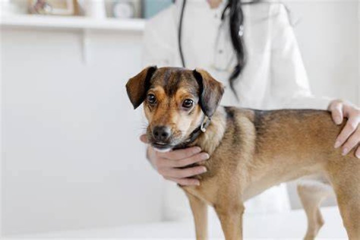 Dog-Killing Parasite Is Spreading in the U.S.—Watch for These Symptoms