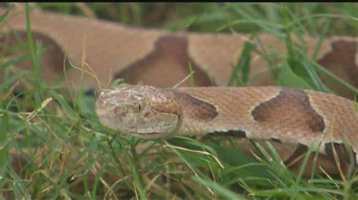 Experts Warn Copperhead Sightings Are on the Rise: "They Don't Act Like Other Snakes"