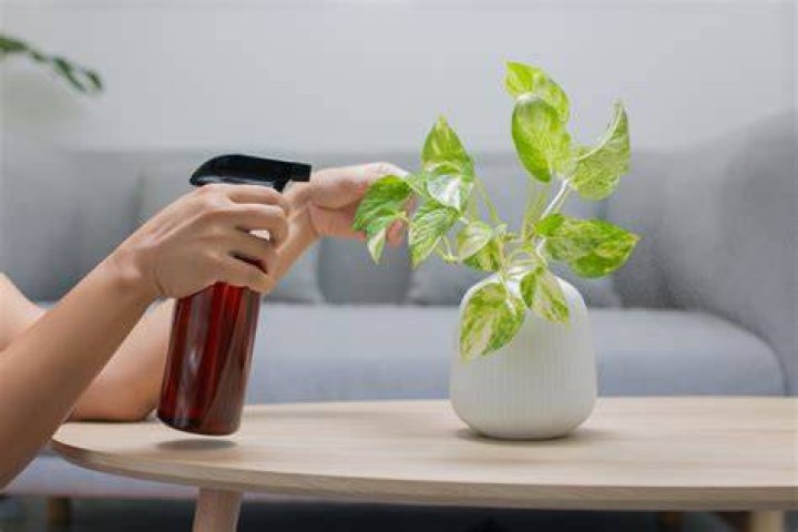 Hydrogen Peroxide Can Help Drooping Plants — Best Life