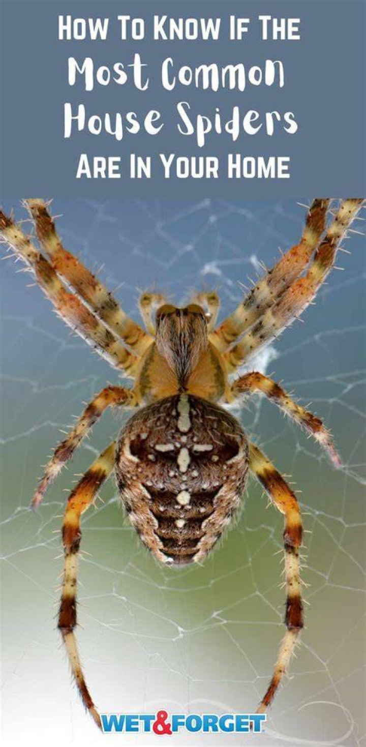 If You're Not Cleaning This, You're Inviting Spiders to Your Home