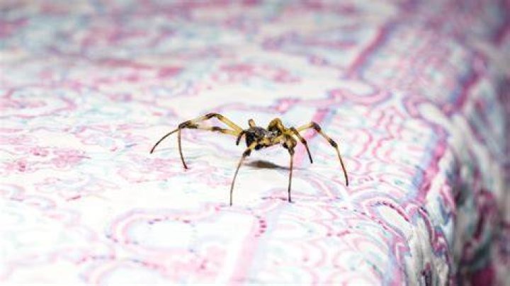 If You Keep Long Blankets on Your Bed, You May Be Attracting Spiders