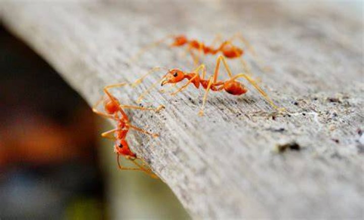 If You Live Here, Watch Out for Fire Ants "Stinging People While They Sleep," Authorities Say
