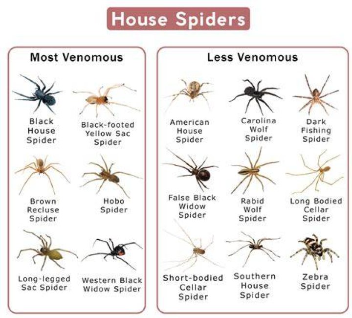 If You Live Somewhere Hot, Watch Out for This Venomous Spider in Your Home