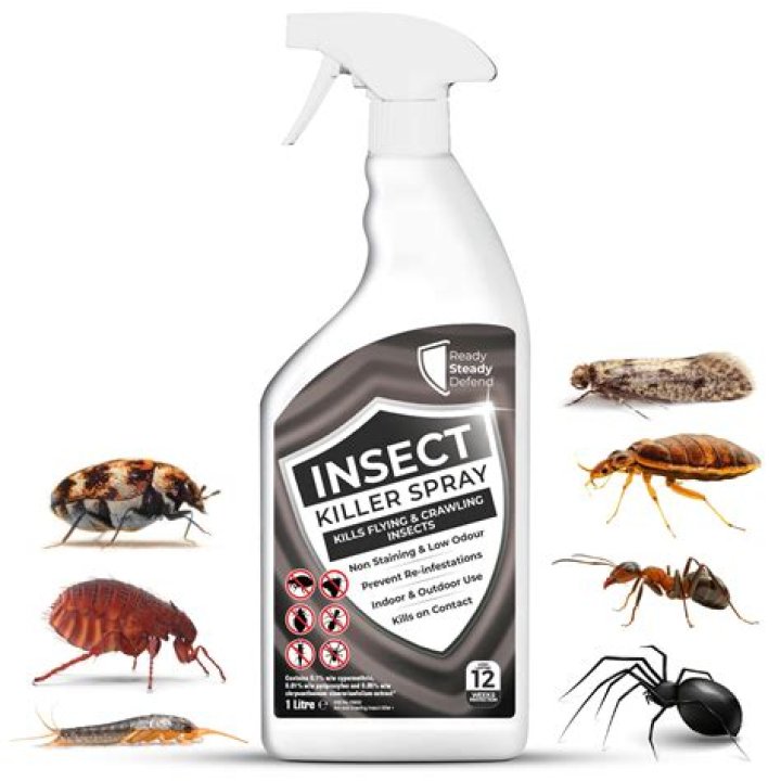 If You See This Bug, Pest Control Won't Help You, Expert Says