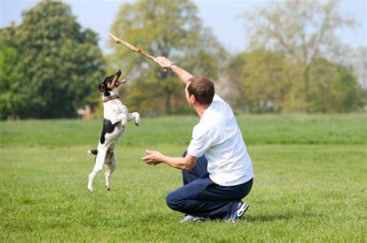If Your Dog Is Playing With This, Take it Away Immediately