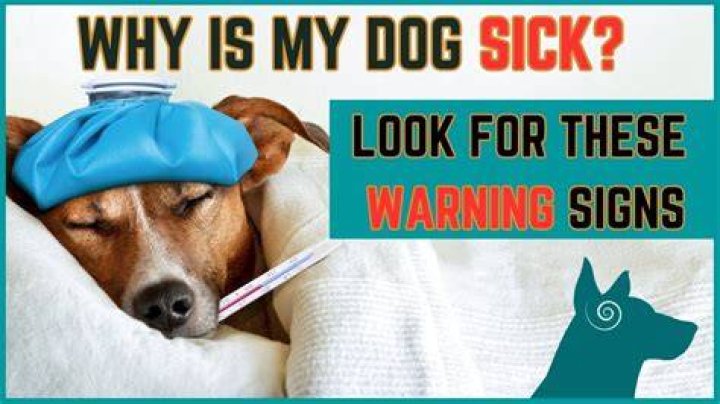 "Important" New Study Shows How You're Making Your Dog Sick