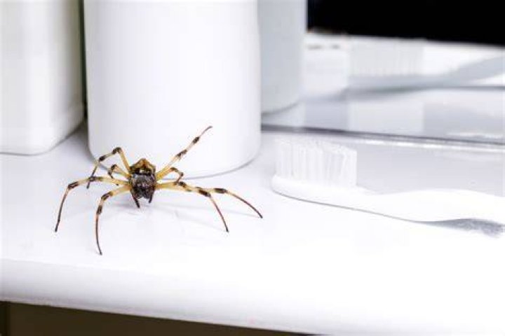 Leaving This One Thing in Your Bathroom Is Attracting Spiders, Experts Warn
