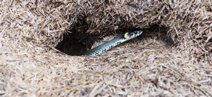 Officials Issue New Warning Amid Sudden Surge in Snake Bites—Record Year Predicted