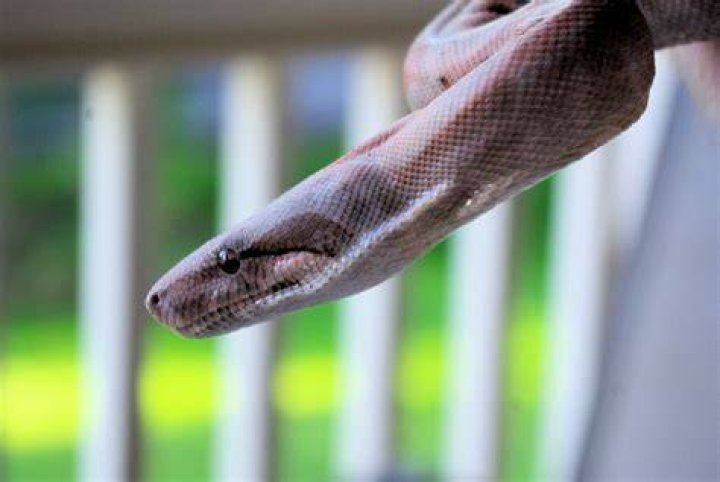 Snake Bites Man's Head as He Opens Front Door—Here's How It Happened