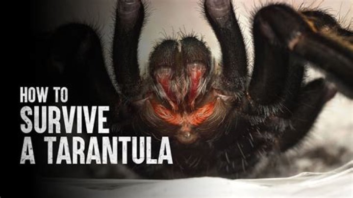 The No. 1 Sign There's a Tarantula in Your Home, Experts Warn