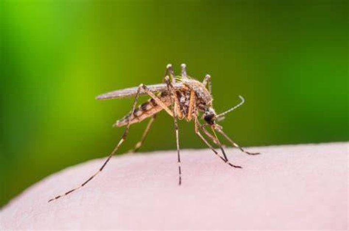 These Are the 50 Most Dangerous Bugs in America