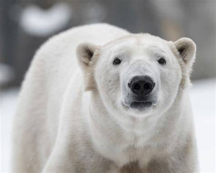 This Is the Current Polar Bear Population Worldwide — Best Life