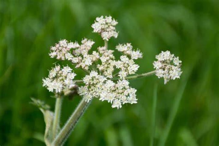 What to Do If You've Touched Poison Hemlock — Best Life