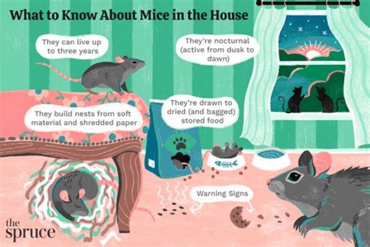 You're Inviting Mice Into Your Home If You're Ignoring This One Chore