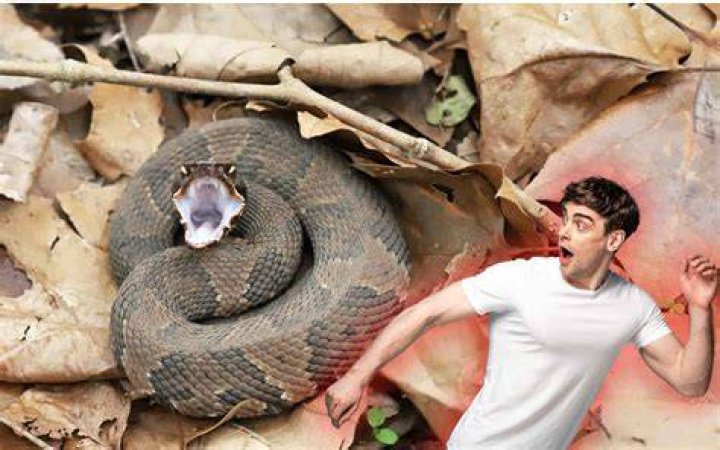 You Could Be Bringing Snakes Inside If You're Not Checking This "Scary Place"