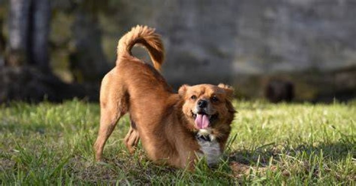 Your Dog's Tail-Wagging Could Be a Bad Thing—Here's How to Tell